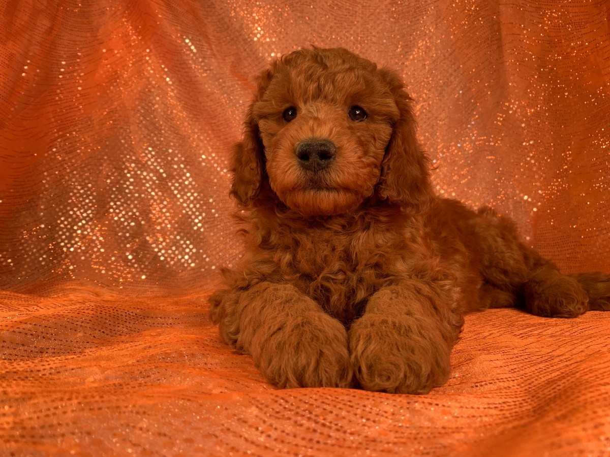 Red Male Miniature Goldendoodle Puppy DOB 9-28-2021 $1800